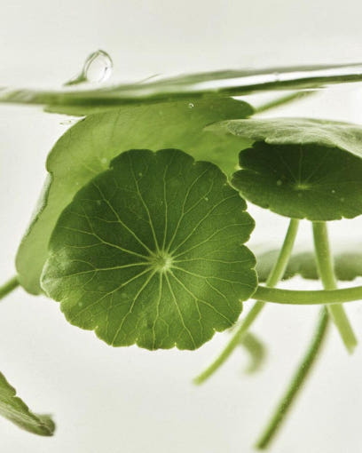 Beauty of Joseon - Light On Serum: Centella + Vita C (30ml)